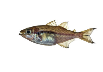 Fototapeta premium A translucent fish with golden fins swims in the dark