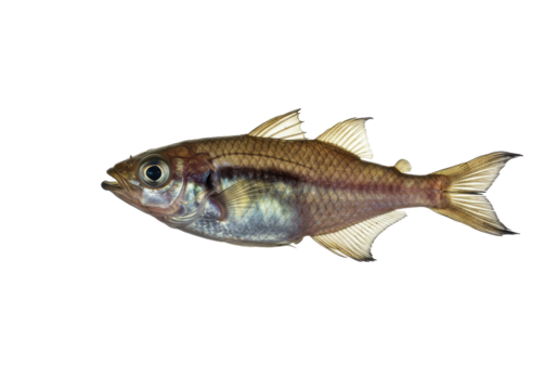 A translucent fish with golden fins swims in the dark