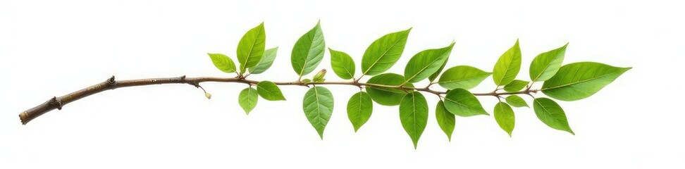 Fototapeta premium Single isolated tree branch on white background, isolation, organic