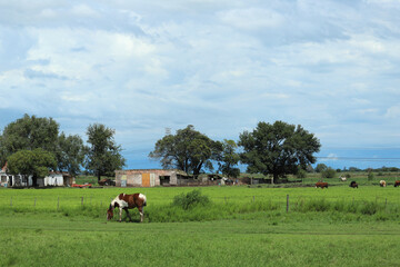 
Landscape of a horse grazing in an Argentine countryside with a farm and cattle in the background