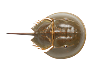 Alien armor horseshoe crab on black