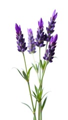 Fototapeta premium Sprigs of lavender isolated on white background, , flowers on white