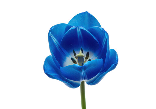 Azure Bloom A luminous blue tulip boldly set against a stark black canvas