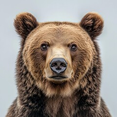 Obraz premium Grizzly bear encounter in the wild a close-up photography showcase of nature's majestic creatures under natural light