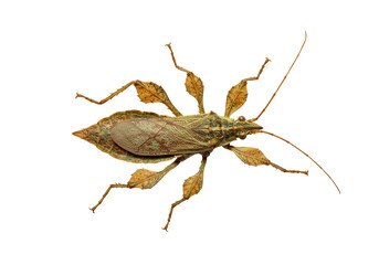 Camouflaged leaf insect on black
