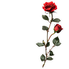 Sympathy Card Set with Thoughtful Designs Isolated on Transparent Background