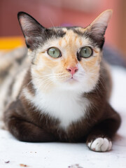Close-up portrait of a calico cat with green eyes.