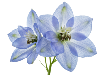 Ethereal larkspur blossoms dance in a black void light painting pale blue petals