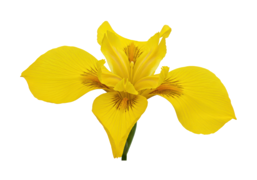 Golden iris bloom against stark black a vibrant burst of color