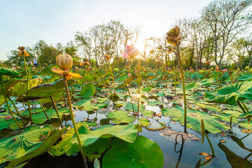 Beautiful pink lotus flower in pond outdoor park sunset
