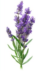 Naklejka premium Vibrant lavender flowers with green stems against white background