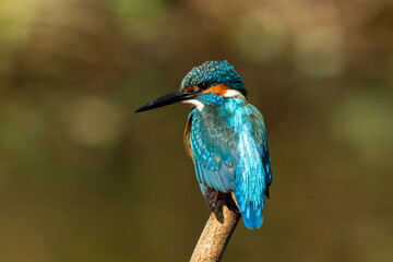 Common kingfisher (Alcedo atthis) during on branch tree for diving into water eating fish at the river.Kingfisher fishing and hunting perching on a twig.Nature animal wildlife concept.