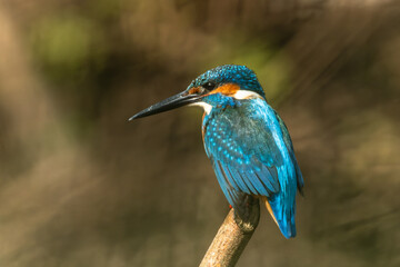 Common kingfisher (Alcedo atthis) during on branch tree for diving into water eating fish at the river.Kingfisher fishing and hunting perching on a twig.Nature animal wildlife concept.