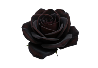 Midnight Bloom A velvety black rose unfurls against the void its petals kissed with crimson shadows