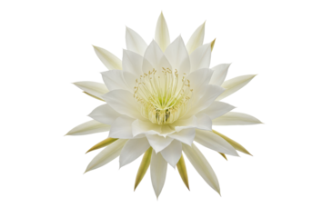 Nightblooming cereus unfurls its moonlit elegance against the void