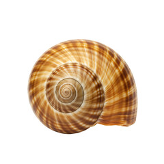 Obraz premium Detailed view of a spiral seashell with brown lines transparent background