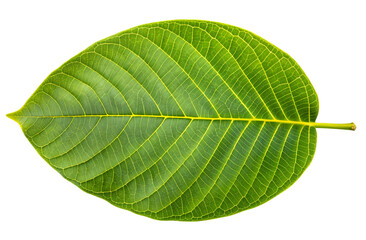 Obraz premium Single Green Leaf Isolated on White Background