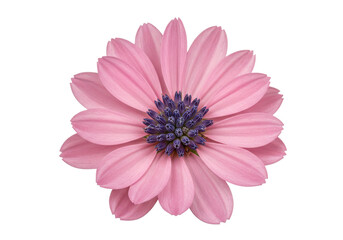Pink Daisys Crown Petals embrace a blue heart against the void