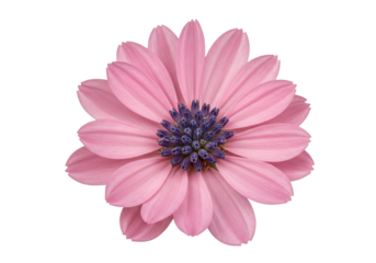 Pink Daisys Crown Petals embrace a blue heart against the void