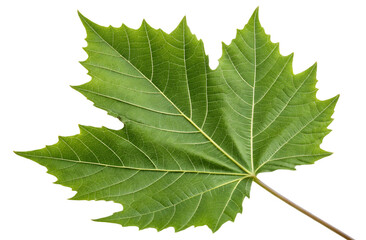 Single Green Leaf Isolated on White Background