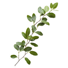 Obraz premium Lush green plant branch