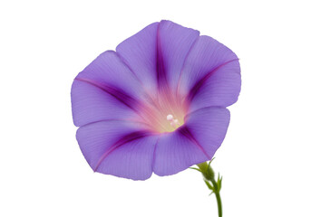 Purple bloom sunlit in darkness ethereal morning glory