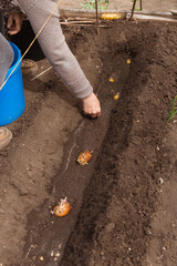 The process of planting potatoes with sprouts in a flat bed by a gardener, creating the basis for a...