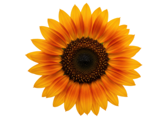 Radiant Sunflower A burst of golden petals and dark seeds on stark black