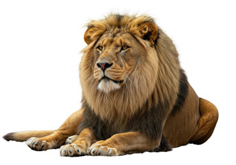 Obraz premium Regal Lion Calm and Watchful