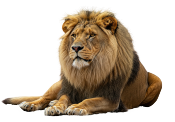 Regal Lion Calm and Watchful