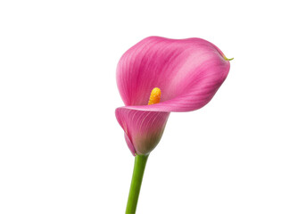 Rosy Bloom A Vibrant Calla Lily in Solitary Elegance