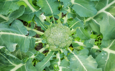 Close up of broccoli on an organic plantation, selective focus.