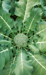 Close up of broccoli on an organic plantation, selective focus.