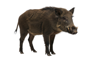 Wild boar portrait bristles tusks and dark coat stand out against black