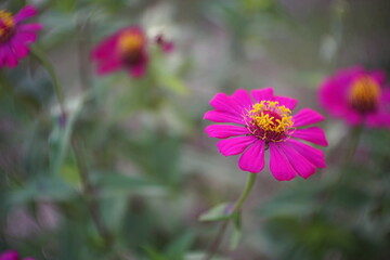 Obraz premium pink zinnia flower blooming in the garden