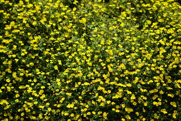 yellow mecardonia flowers blooming in the garden