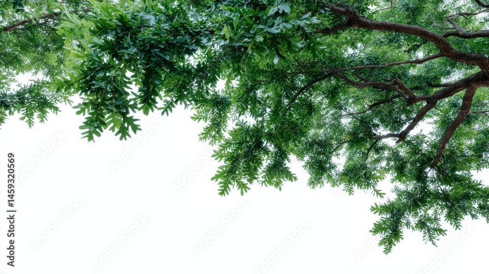 Aufkleber lush oak branches stretch gracefully with vibrant green leaves, captured from a low angle, creating 