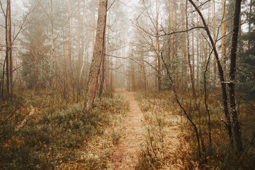 Obraz premium leśna droga,mgła 