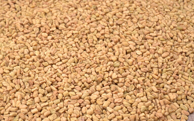 Methi or fenugreek seeds with methi leaves.Methi seeds is good for health.
