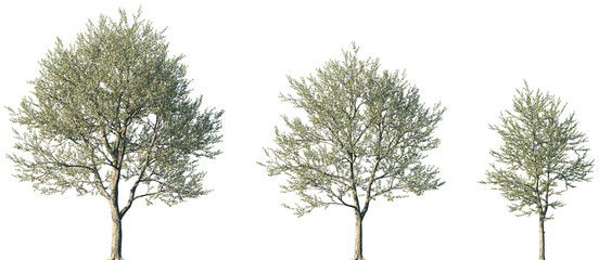 Set of Prunus avium (commonly called wild cherry, sweet cherry or gean) blossoming frontal street trees isolated png on a transparent background perfectly cutout