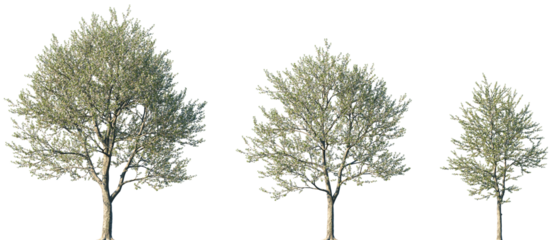 Set of Prunus avium (commonly called wild cherry, sweet cherry or gean) blossoming frontal street trees isolated png on a transparent background perfectly cutout