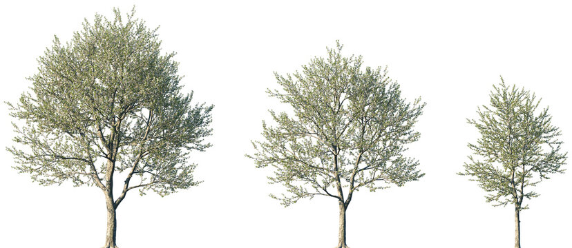 Set of Prunus avium (commonly called wild cherry, sweet cherry or gean) blossoming frontal street trees isolated png on a transparent background perfectly cutout