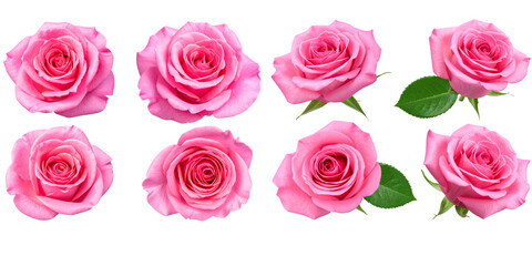  Pink roses, four different poses and expressions, isolated on a white background PNG