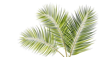 Obraz premium three lush green palm fronds isolated on white background