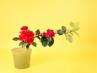 Naklejka premium vibrant red flowers in a yellow pot against a bright yellow background