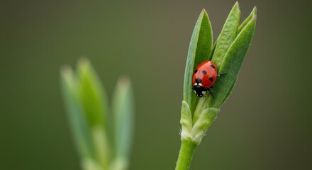 A Ladybug's Gentle Perch: Nature's Tiny Marvel