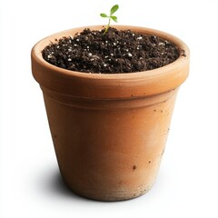 Young sprout in terracotta pot