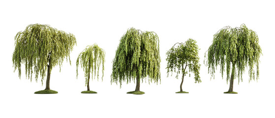 Pack of Weeping Willow Trees Collection HighQuality Images set against transparent background