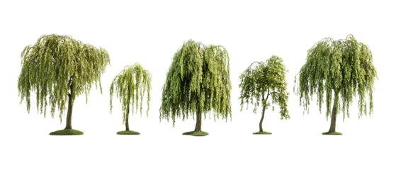 Five weeping willow trees of varying heights display their characteristic drooping branches isolated on a clean white backdrop.