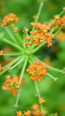 Obraz premium close-up of vibrant orange flower clusters against a green background